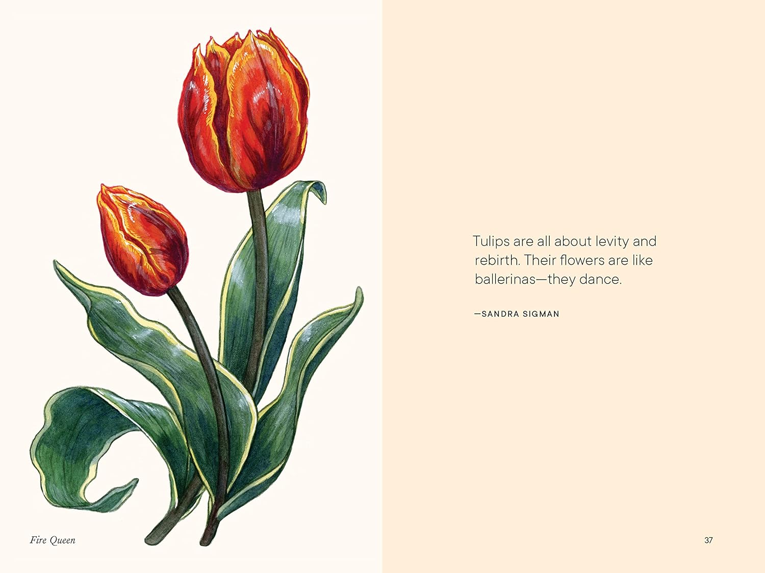 A Little Book of Tulips by Tara Austen Weaver
