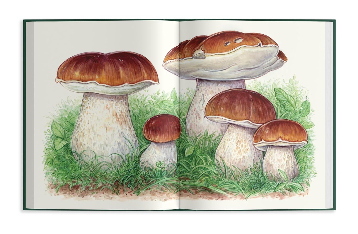 Field Notes From A Fungi Forager