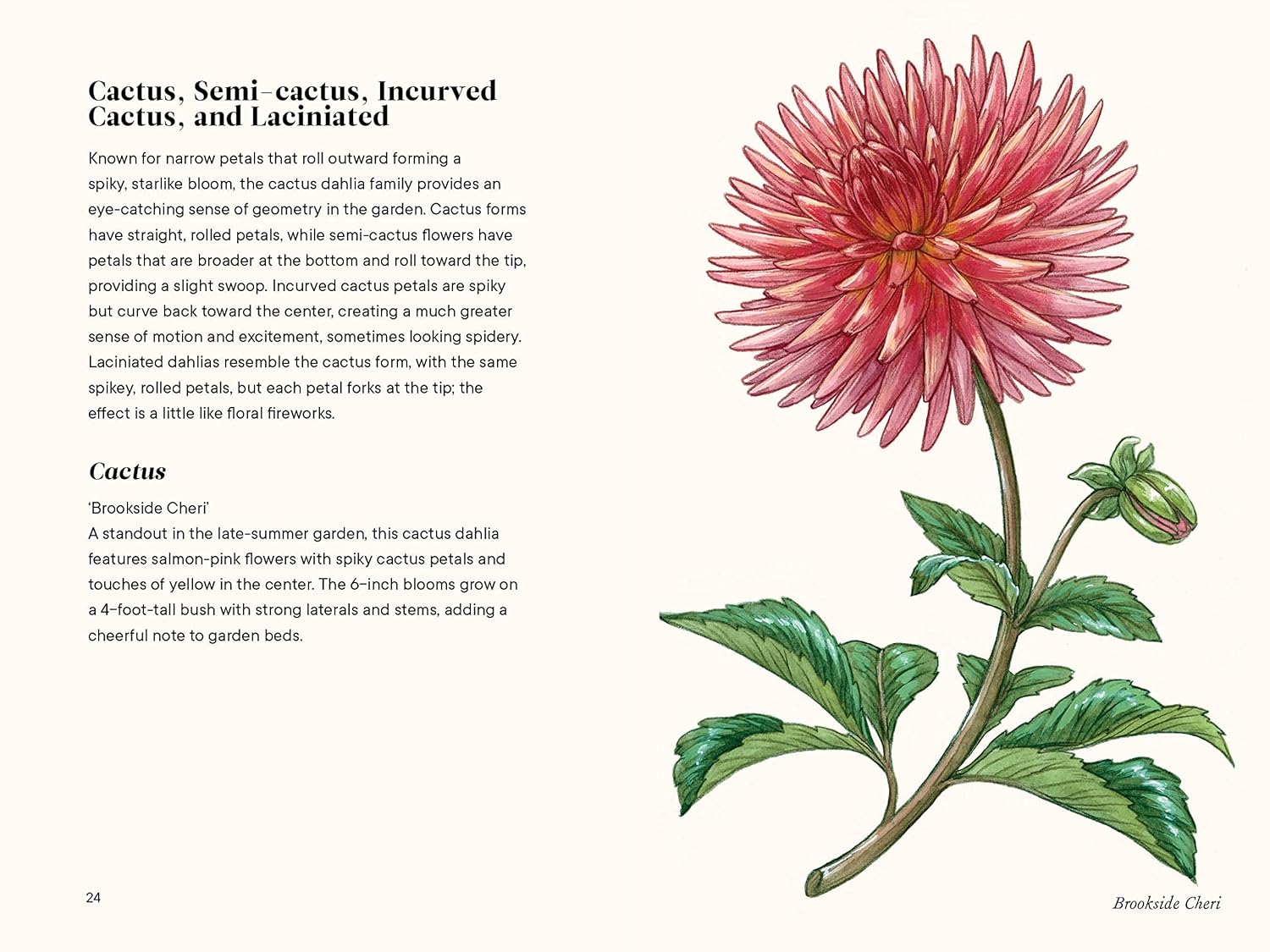 A Little Book of Dahlias by Tara Austen Weaver