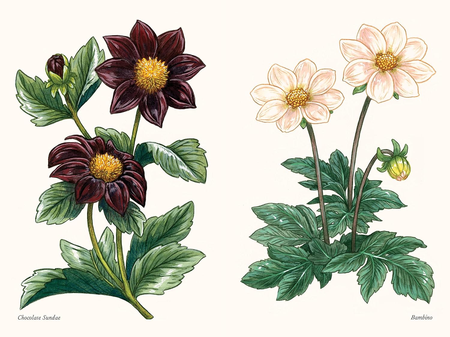 A Little Book of Dahlias by Tara Austen Weaver