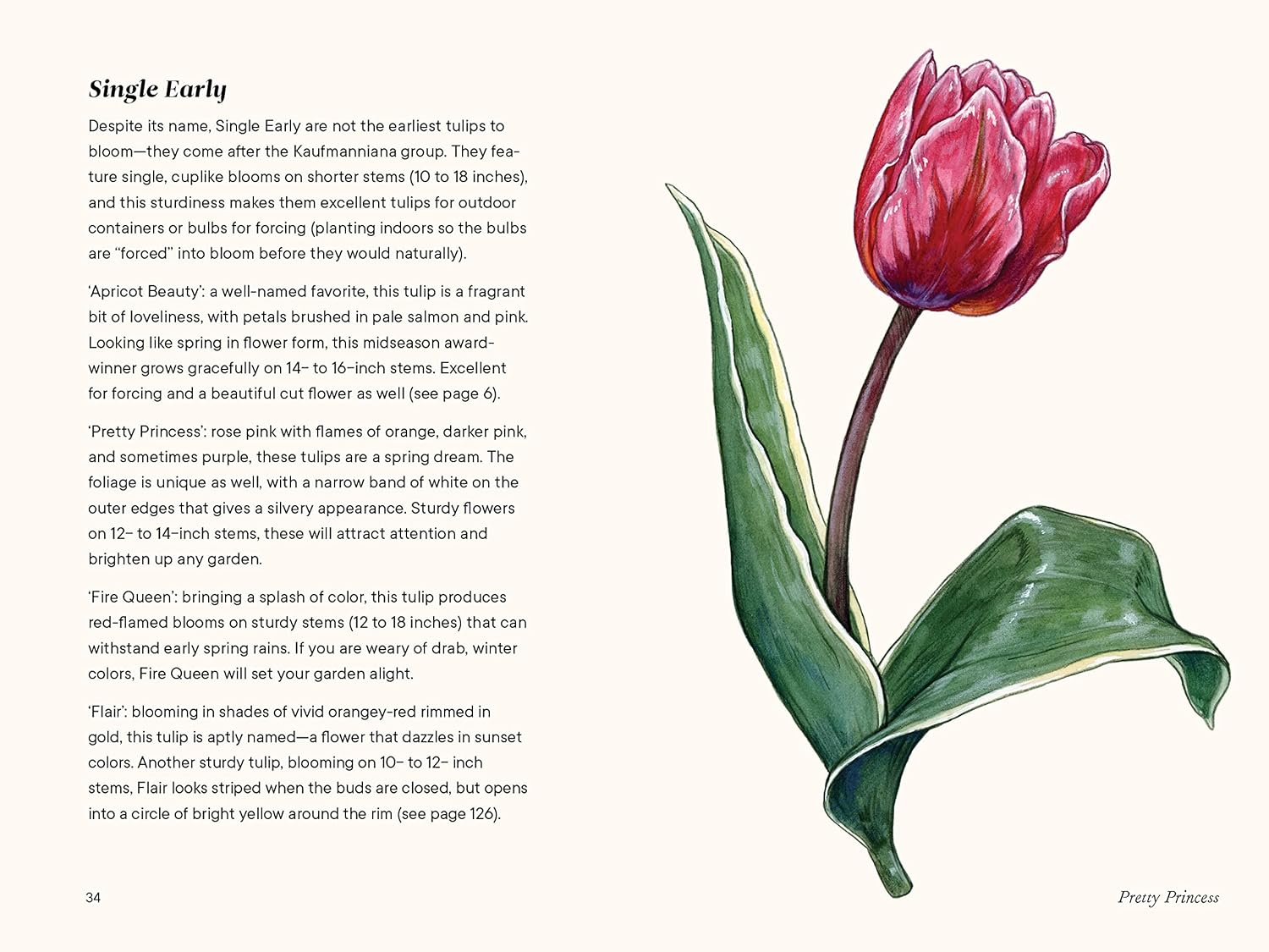 A Little Book of Tulips by Tara Austen Weaver