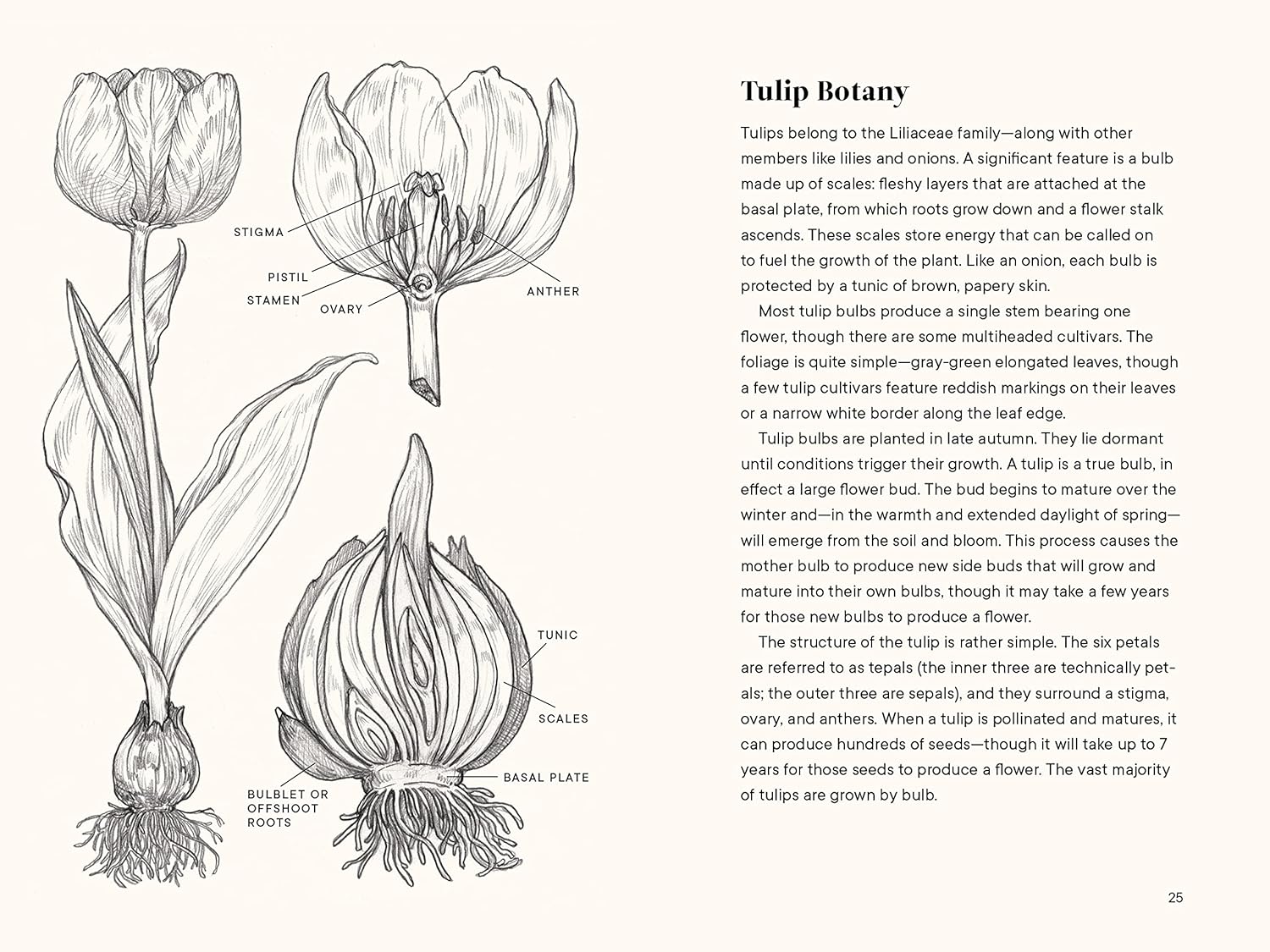 A Little Book of Tulips by Tara Austen Weaver