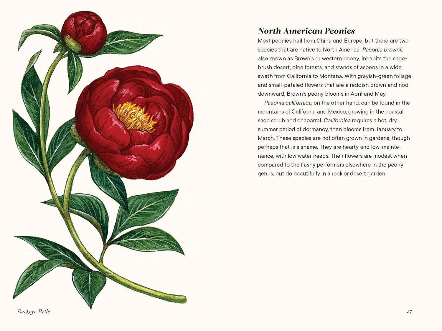 A Little Book of Peonies by Tara Austen Weaver