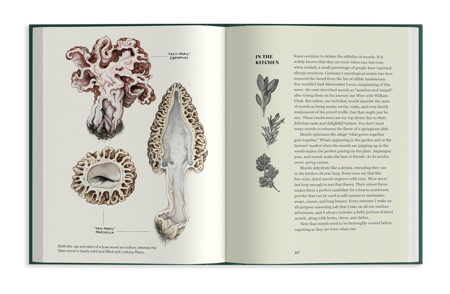 Field Notes From A Fungi Forager