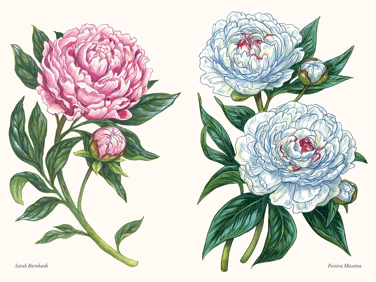 A Little Book of Peonies by Tara Austen Weaver
