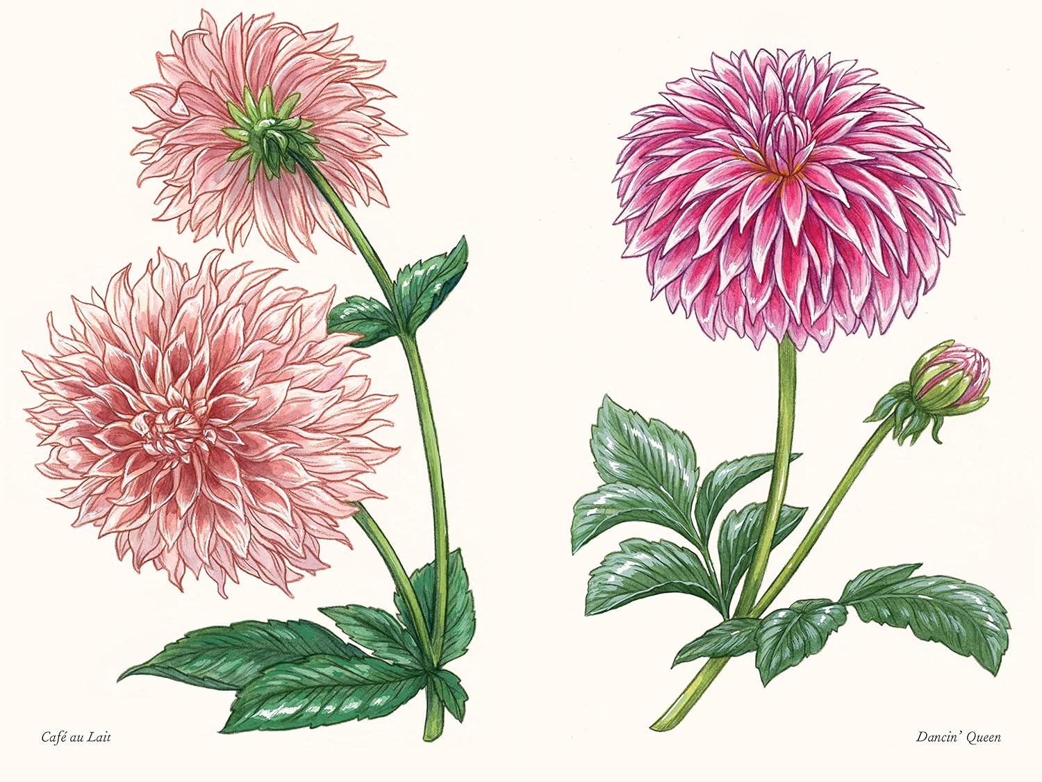 A Little Book of Dahlias by Tara Austen Weaver