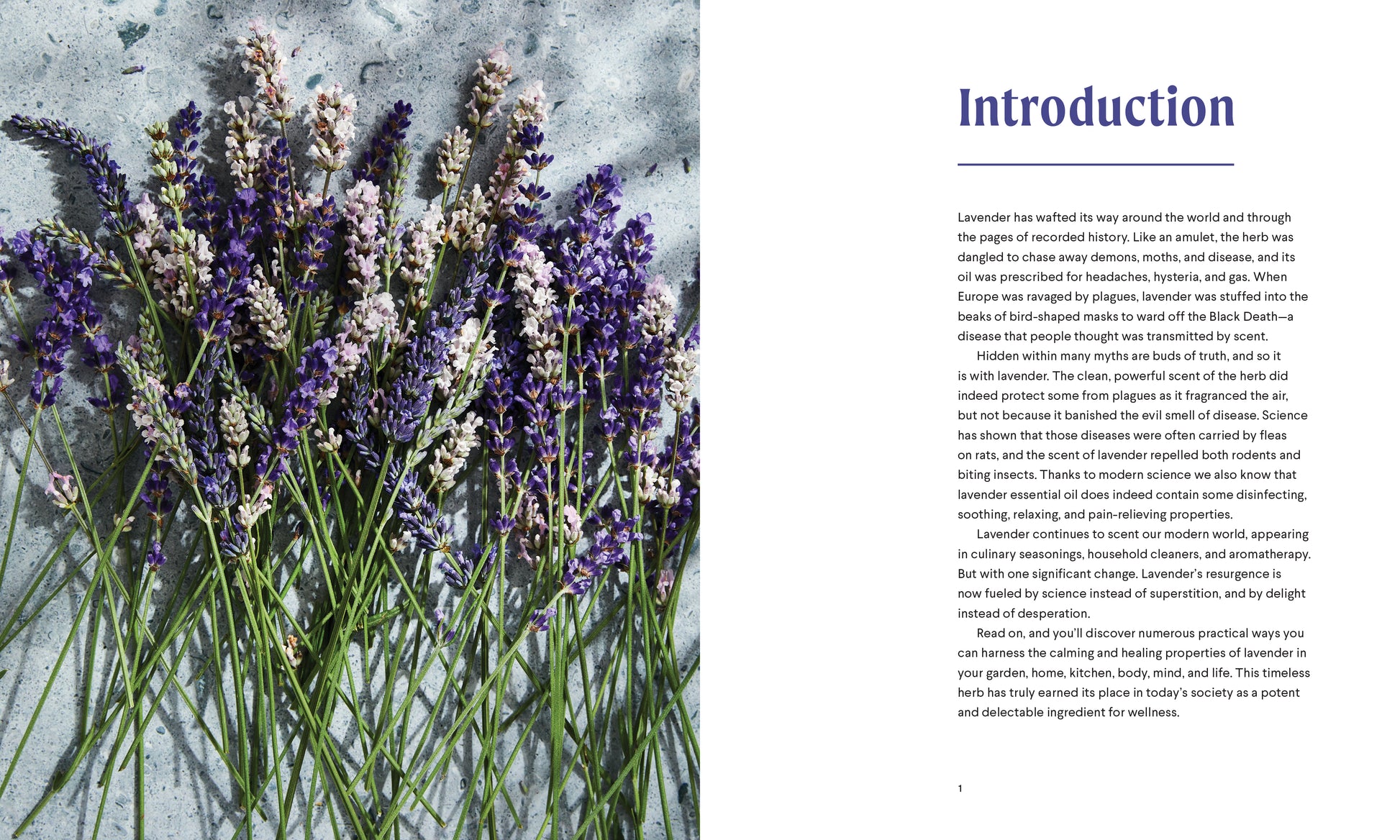 lavender
natural healing book
medicinal plants book
lavender scented things
lavender oil
lavendar oil
herbal apothecary book
lavender essential oil
lavender candle
healing herbs book
essential oils therapeutic grade
calming essential oil
cooking with essential oils
essential oil recipe book
cooking with herbs
essential oils for healing
cooking lavender
aromatherapy book
lavender aromatherapy
healing herbs
lavender herb
essential oil book
natural remedies
medicinal herbs
herbal books
herb garden