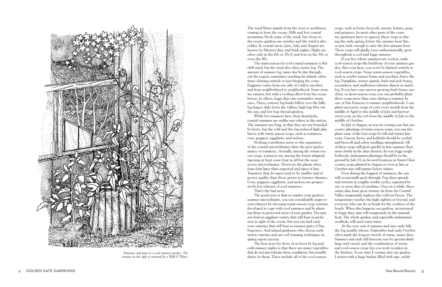 Page from Book cover of 'Golden Gate Gardening' with black and white illustration on the left and text on the right.