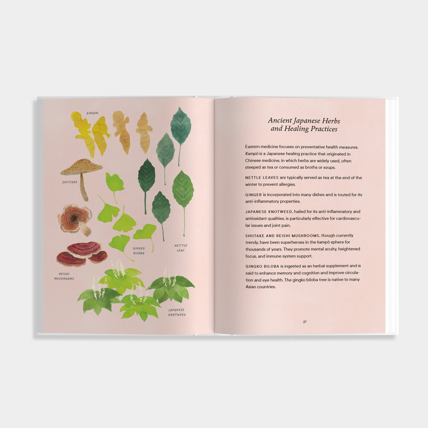 Inside look of Shibui showing a pink page with text regarding Ancient Japanese herbs and healing practices. The other side has illustrations of the herbs mentioned.