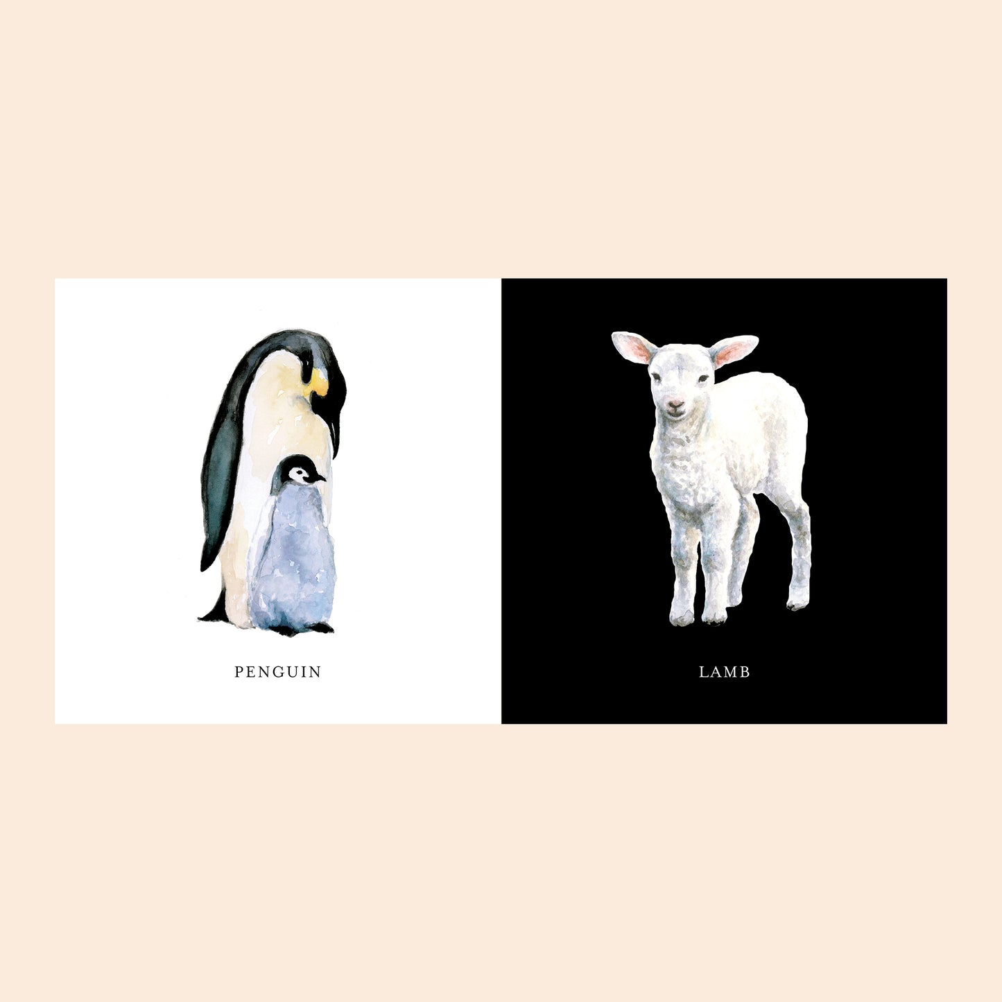 Baby's Black and White Contrast Book by Tabitha Paige