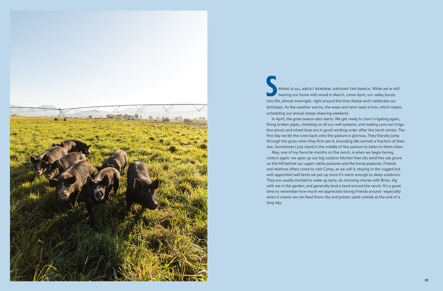 'Five Marys Family Style' Pigs in a field with text on a light blue background