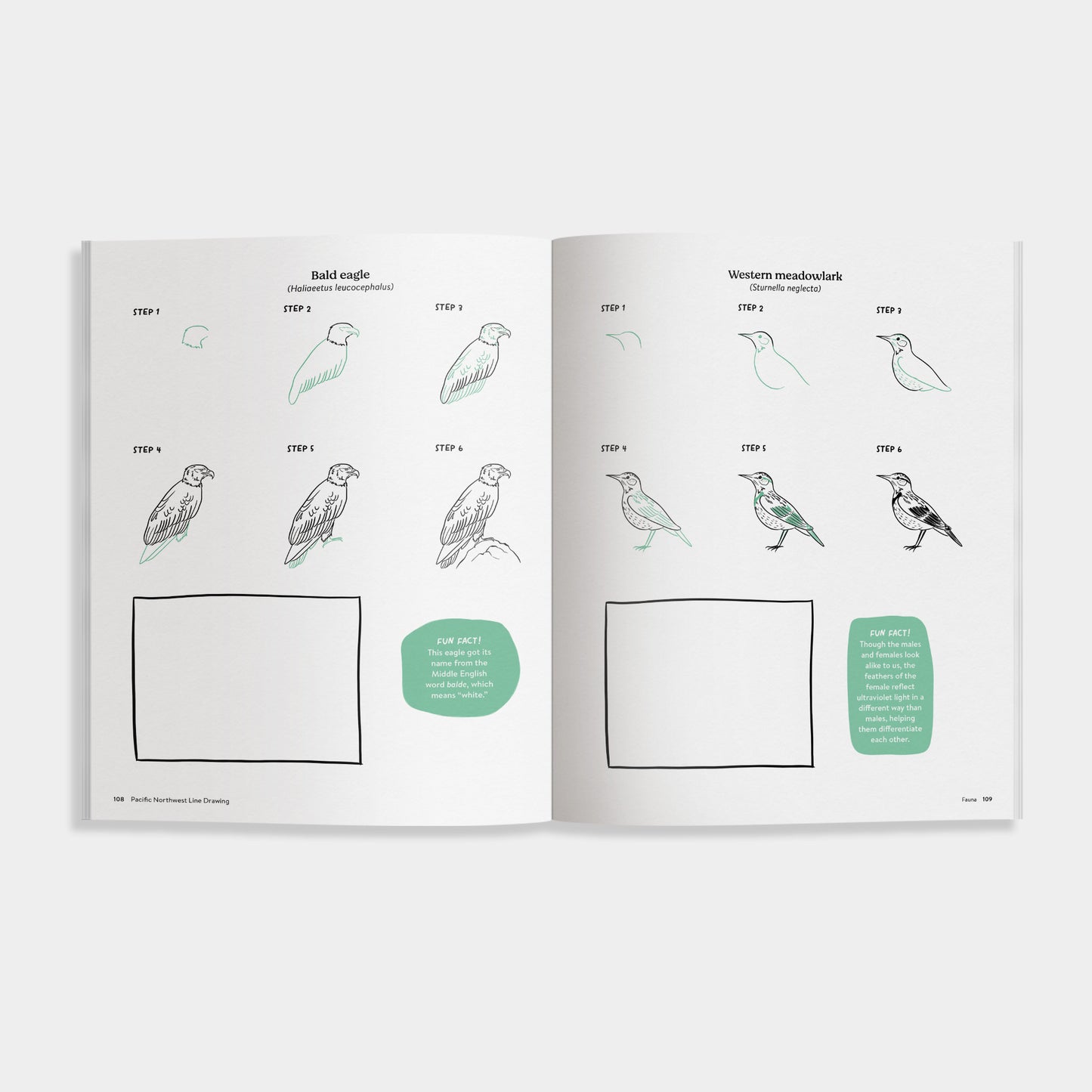 Open book of Pacific Northwest Line Drawing showing illustrations of birds with labels on a white background
