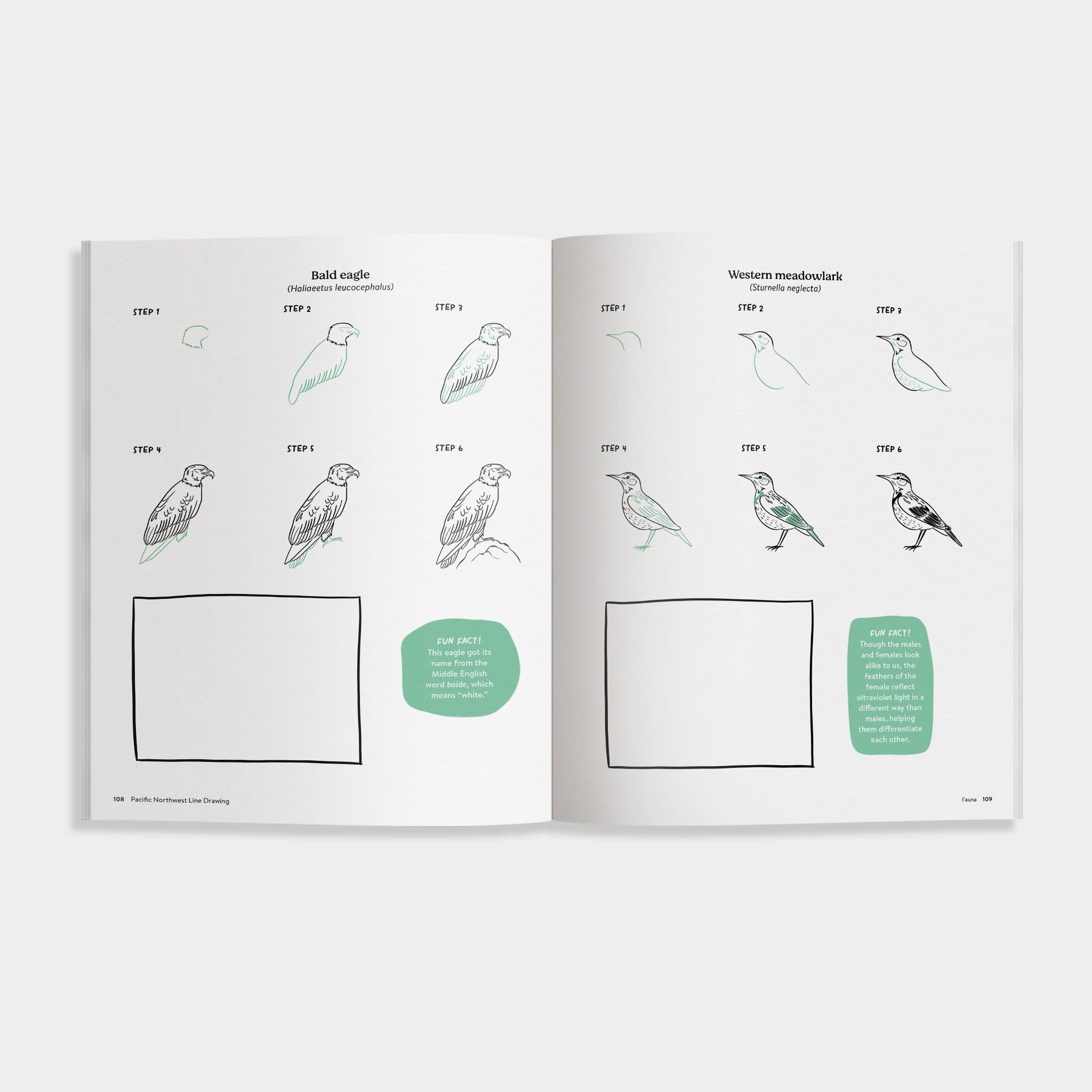 Open book of Pacific Northwest Line Drawing showing illustrations of birds with labels on a white background