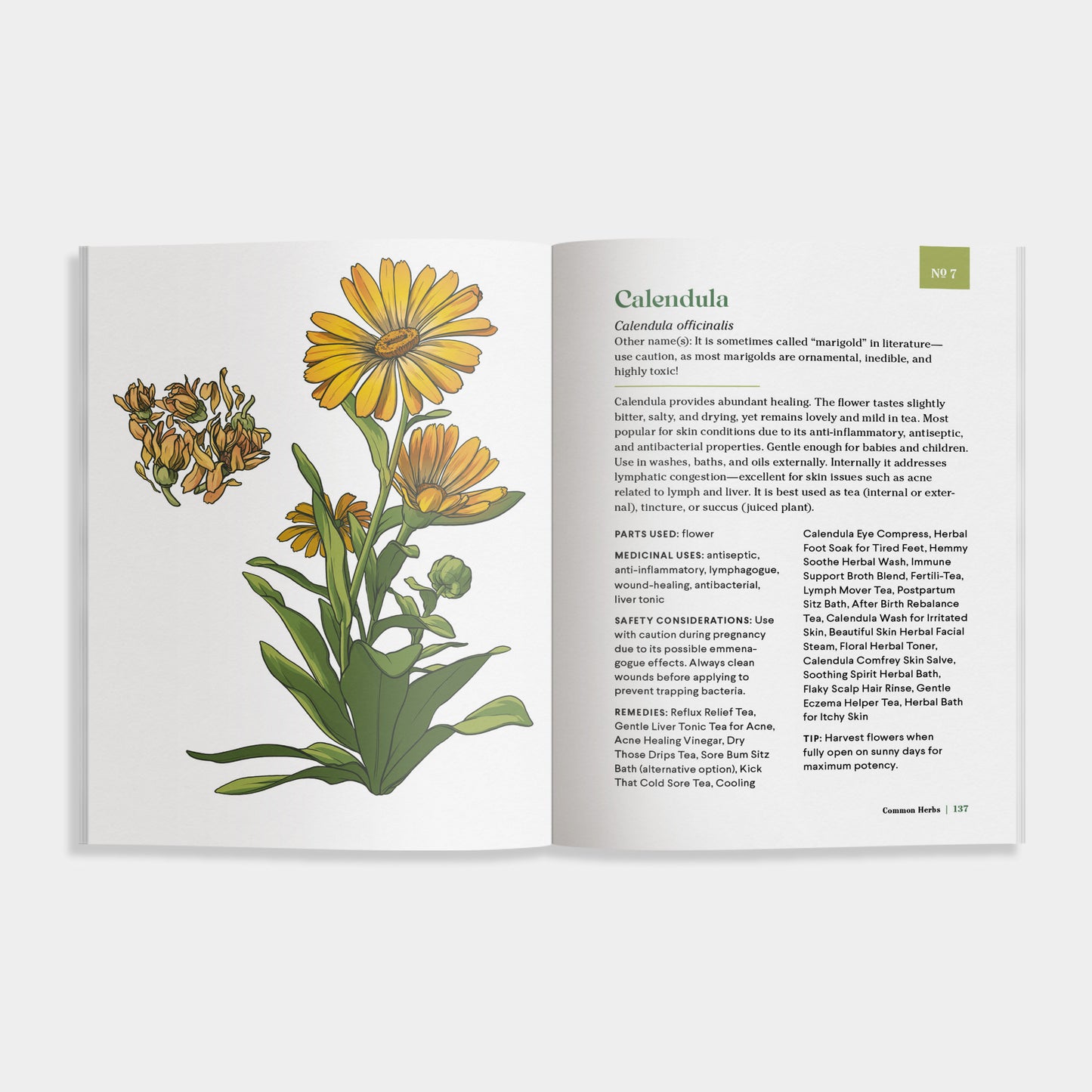 Book page with illustrations of calendula flowers and text on a white background