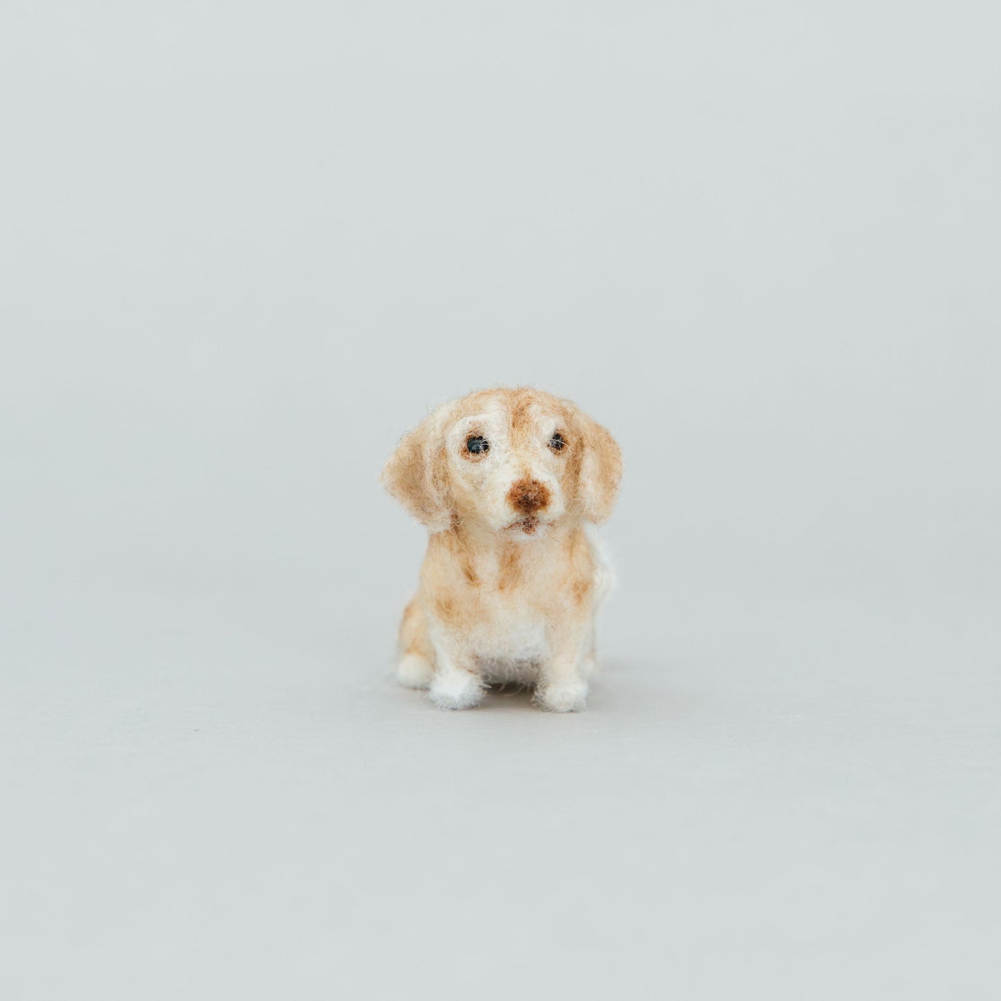Small dog sitting on a light gray background